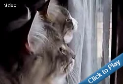 kitten-chatter.webp