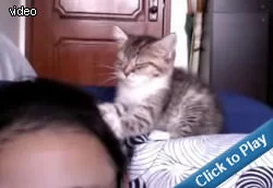 kitten-head-massage.webp