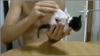 kitten-looooves-milk.webp