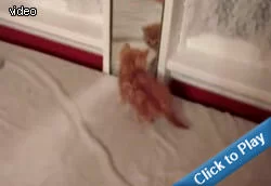 kitten-versus-mirror.webp