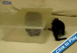kitten-vs-force-field.webp