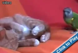 kitten-vs-parrot.webp