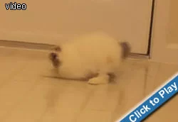 kitten-vs-reflection.webp