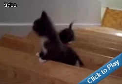 kitten-vs-stairs.webp