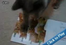kitty-birthday-card.webp