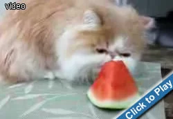 kitty-loves-watermelon.webp