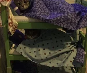 Kitty_Bunks_s.webp