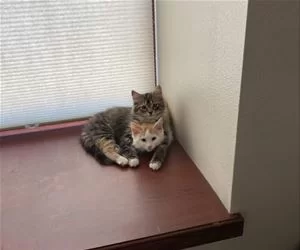 Kitty_Time_s.webp