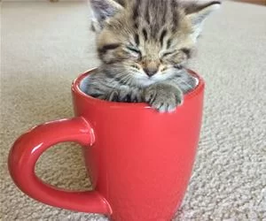 Klitten_Cup_s.webp