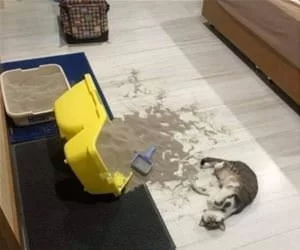 Knocked_It_Over_s.webp