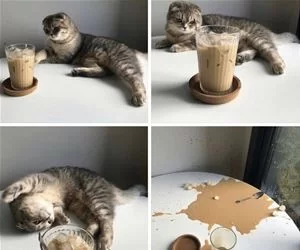 Knocked_Over_My_Milk_s.webp