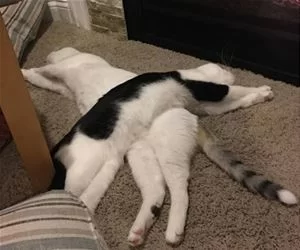 Laying_Around2932_s.webp