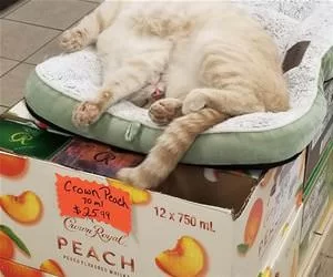 Laying_Around_Lazy_s.webp