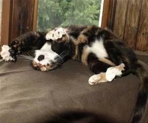 Laying_Around_Relaxing7435_s.webp