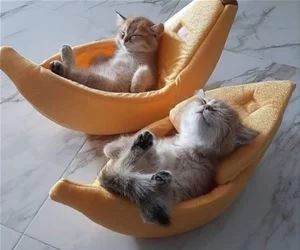Laying_Around_Relaxing9659_s.webp