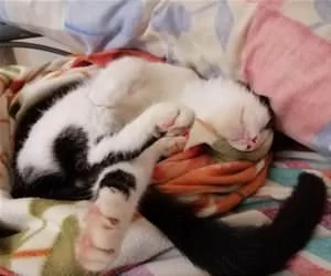 Laying_Around_Tired_s.webp