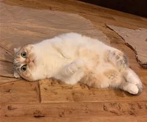 Laying_Down_s.webp