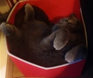 Laying_In_My_Box_s.webp