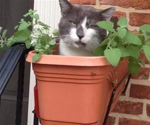 Laying_In_My_Nip_s.webp
