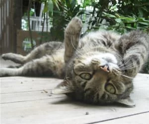 Laying_On_My_Back9435_s.webp