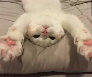 Laying_On_My_Back_Here_s.webp