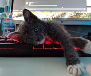 Laying_On_The_Keyboard_s.webp
