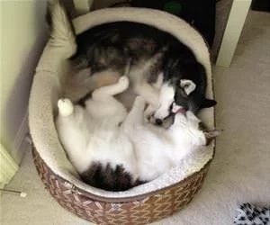 Laying_Together_s.webp