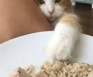 Let_Me_Get_You_Some_Rice_s.webp