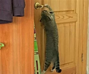 Let_Me_Out_Right_Now_s.webp