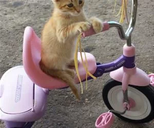 Lets_Go_For_A_Ride1615_s.webp