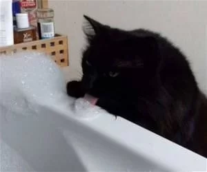Licking_It_Up_s.webp