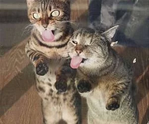 Licking_The_Windows_s.webp