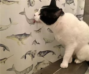 Licking_This_s.webp