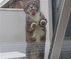 Licking_This_Window_s.webp