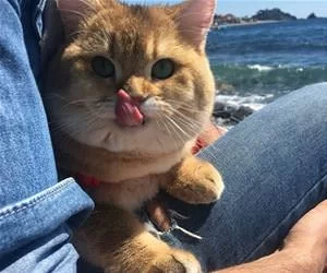 Lickk_s.webp