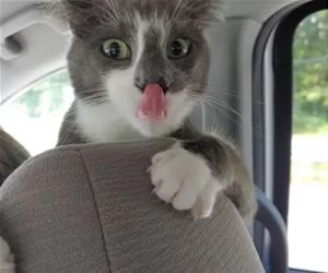 Licky_Licky964_s.webp