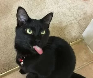 Llllonnnggg_Tongue_s.webp