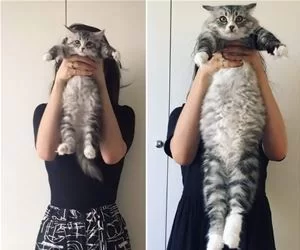 Long_Cat_Is_Long_s.webp