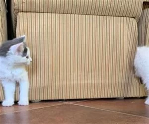 Long_Cat_s.webp