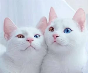 Look_At_Those_Eyes9261_s.webp