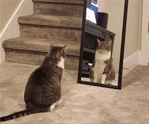 Look_At_Yourself6063_s.webp