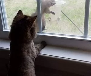 Look_Out_The_Window_s.webp