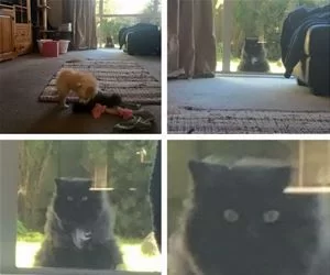 Looking_In_s.webp