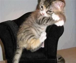 Lounge_Cat2822_s.webp
