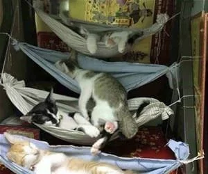 Lounge_Cats_s.webp