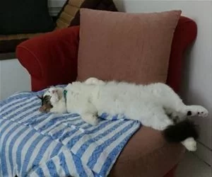 Lounging4135_s.webp