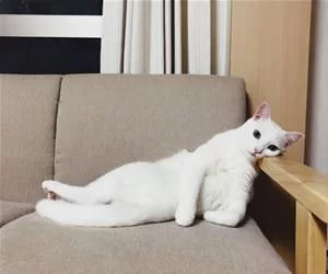 Lounging_So_Nicely_s.webp