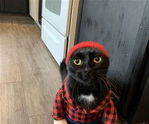 Lumbercat_s.webp