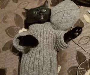 Making_A_Sweater_s.webp