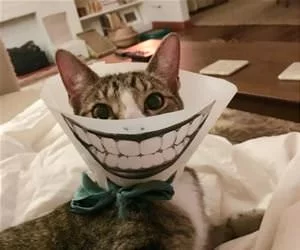 Making_Fun_Of_My_Collar_s.webp